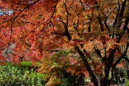 京都府立植物園の紅葉5