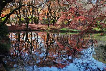 京都府立植物園の紅葉4