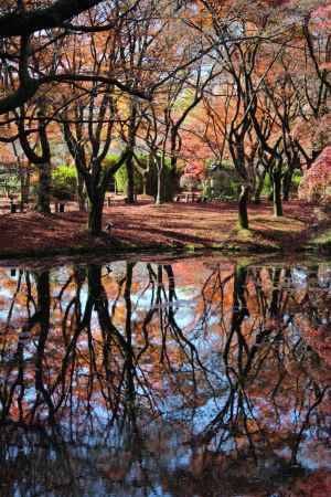 京都府立植物園の紅葉3