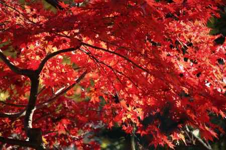 京都府立植物園の紅葉