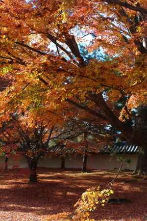 東福寺　紅葉12