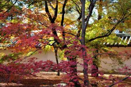 東福寺　紅葉15