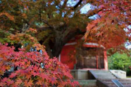 東福寺　愛染堂　紅葉2