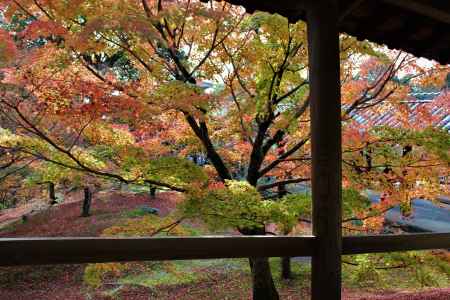 東福寺　紅葉10　