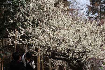 京都府立植物園　梅