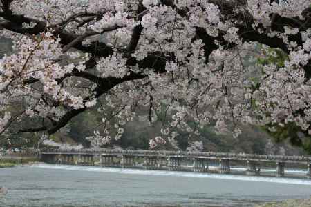 嵐山の桜