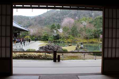 天龍寺　曹源池庭園桜