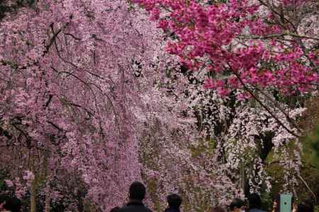 天龍寺　枝垂れ桜