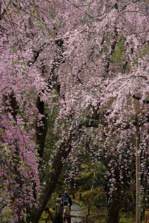 天龍寺　枝垂れ桜