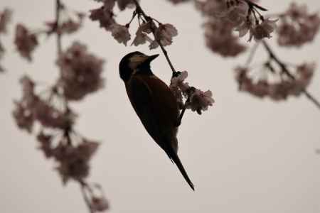 天龍寺　野鳥ジョウビタキ