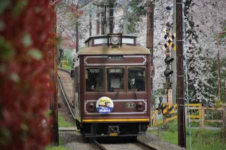 嵐電桜のトンネル