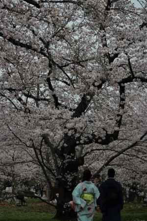 京都府立植物園　桜