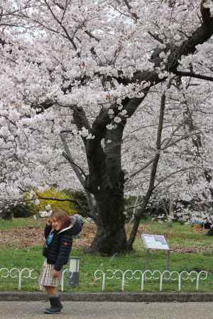 京都府立植物園　桜2