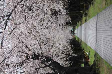 八幡市背割り堤桜3