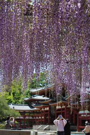 平等院　藤棚