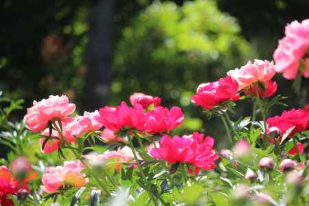 京都府立植物園　しゃくやく