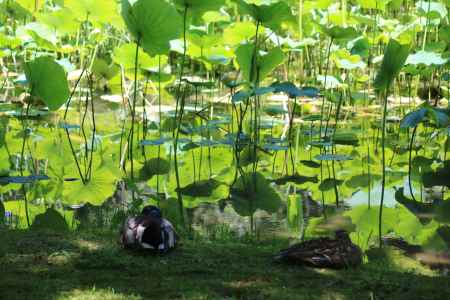 京都府立植物園　蓮池の鴨