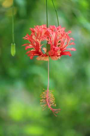 京都府立植物園　熱帯の花