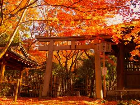 蓮花寺の紅葉