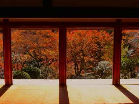 高山寺　石水院の紅葉