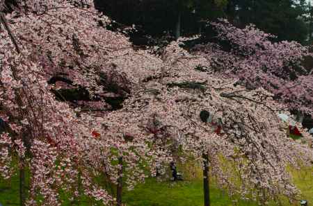 醍醐寺　桜