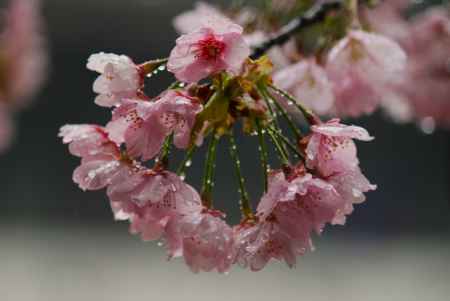 醍醐寺の桜2