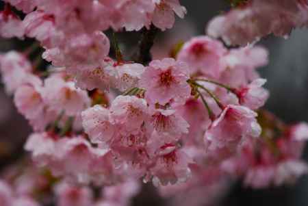 醍醐寺の桜4