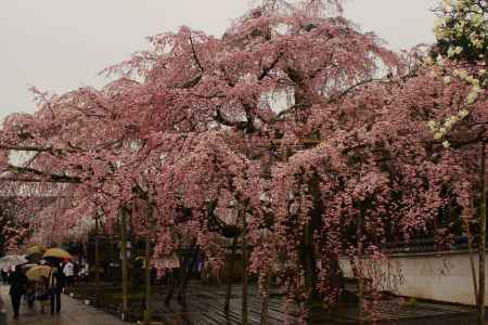 醍醐寺の桜7