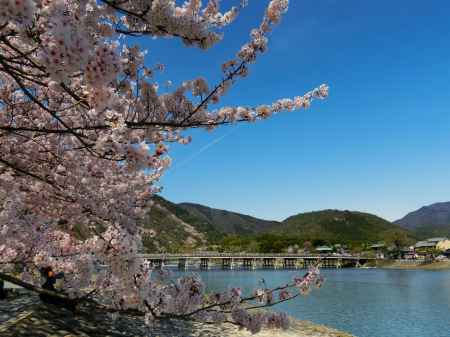 嵐山公園の桜