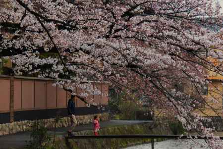 岡崎公園白川沿いの桜