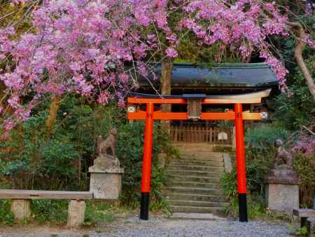 日向神社境内の桜
