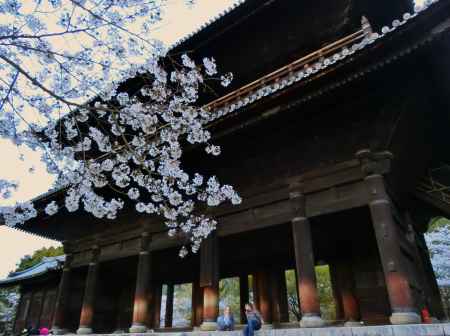 南禅寺の桜2