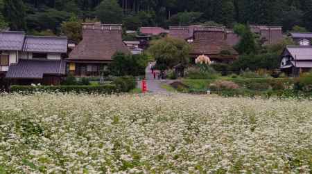 美山かやぶきの里　蕎麦の花