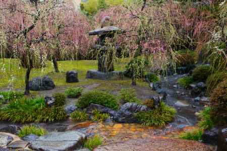 城南宮　神苑　枝垂れ梅