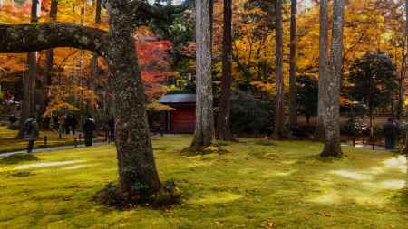 大原三千院の紅葉