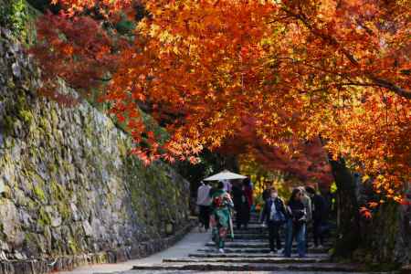 大原三千院 艶やかな紅葉