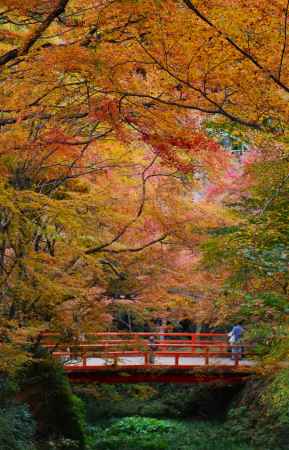 大原三千院 赤橋