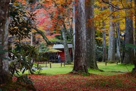 大原三千院 苔と落葉のコラボ