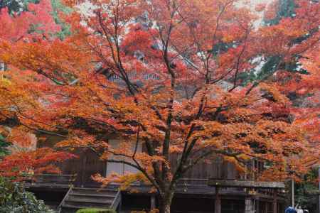 大原三千院 圧巻の紅葉