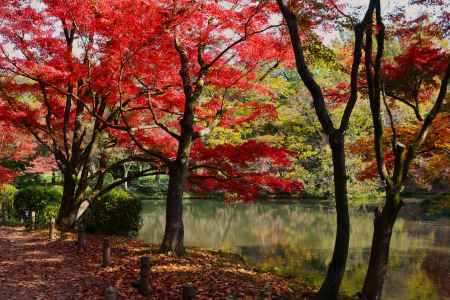 京都府立植物園の紅葉 ③