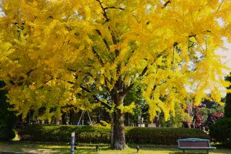 京都府立植物園のイチョウ