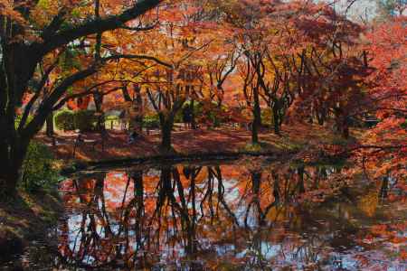 京都府立植物園の紅葉