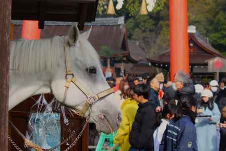 上賀茂神社　神馬　神山号