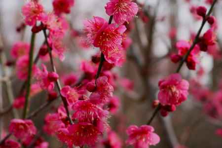 京都府立植物園　紅梅3