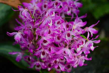 京都府立植物園　温室　ラン3