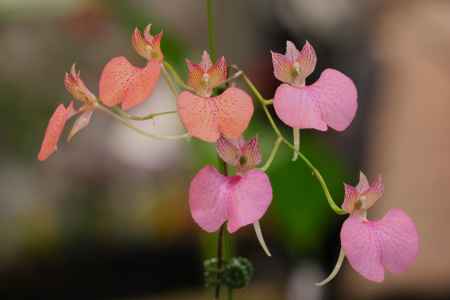 京都府立植物園　温室　ラン