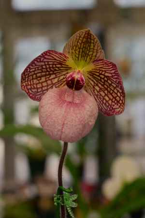 京都府立植物園　温室　ラン2