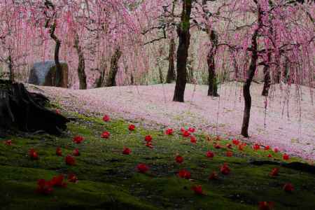 城南宮枝垂れ梅と椿まつり3