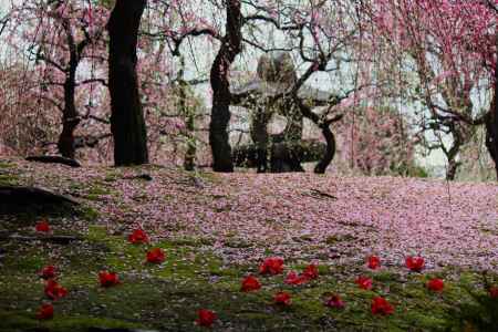 城南宮枝垂れ梅と灯籠
