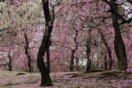 城南宮満開の枝垂れ梅